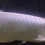 Slot Baru Ikan Arwana Silver Albino Anakan